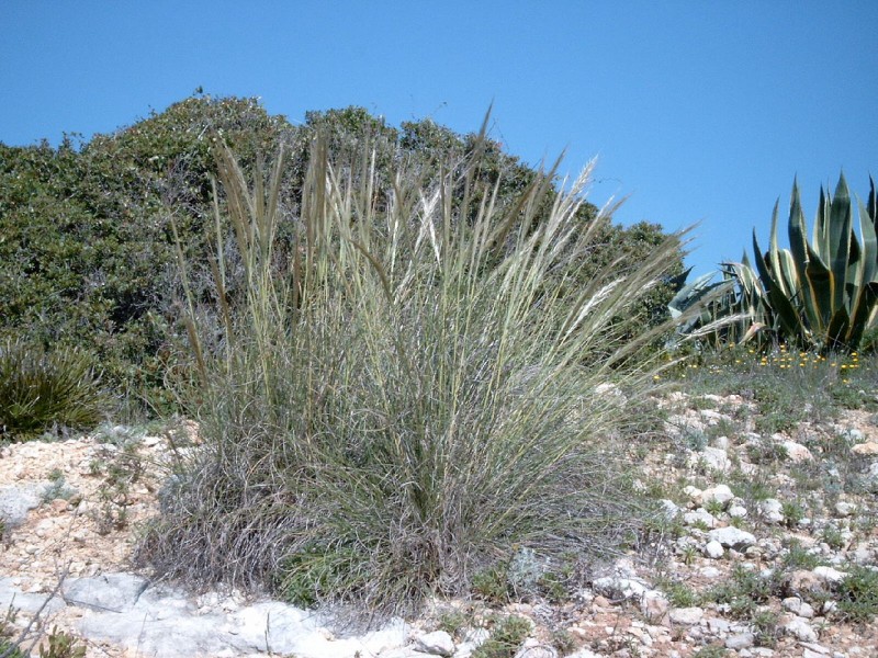 The Cuatro Calas coastal walk in Águilas SL-MU18