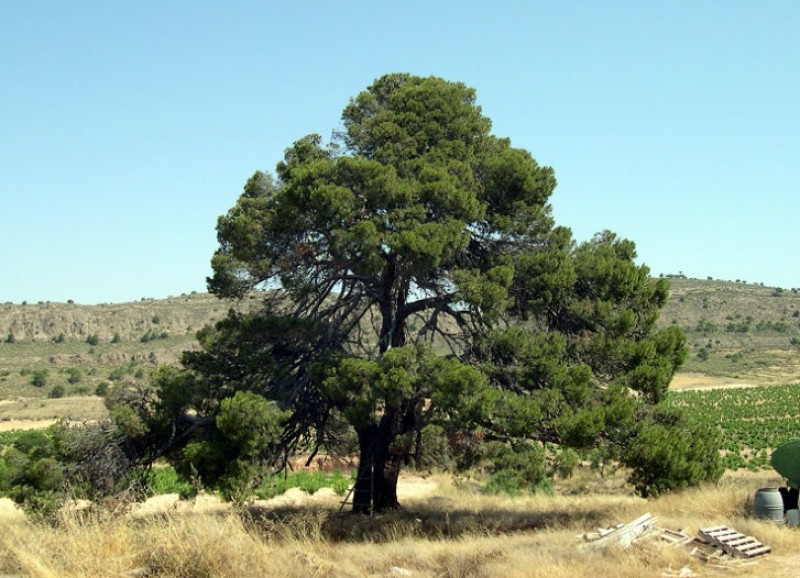 Walking in Sierra de la Cingla in Jumilla