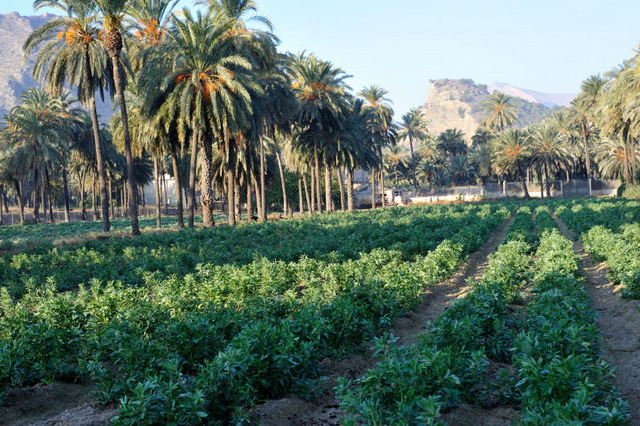 The Palmeral of Orihuela