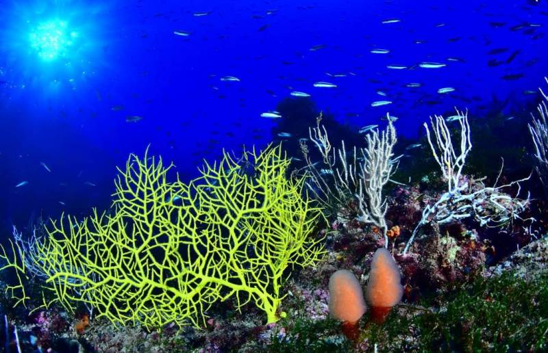 Diving off the coast of Cartagena and La Azohía and in the marine reserve of Cabo Tiñoso