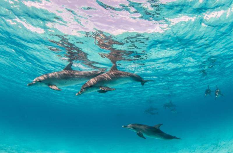 Spain drafts emergency plan to protect dolphins, turtles and birds caught in Murcia fishing nets