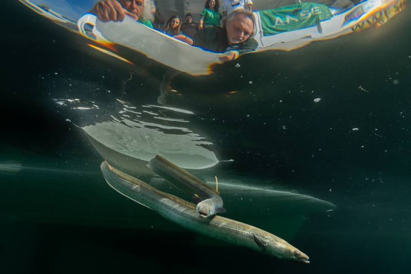 ANSE and WWF release 70 eels into the Mar Menor