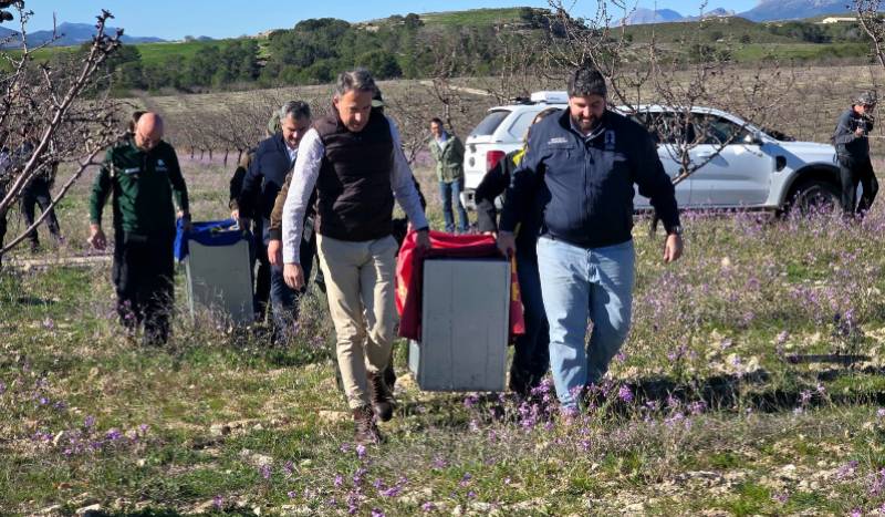 WATCH! Two new young Iberian lynx released in Lorca highlands