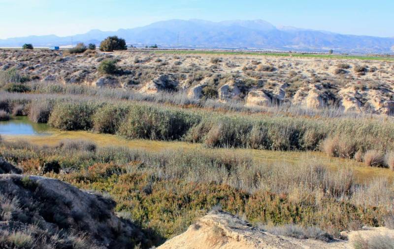 May 10 Free migratory bird walk in the saline wetlands between Mazarrón and Alhama
