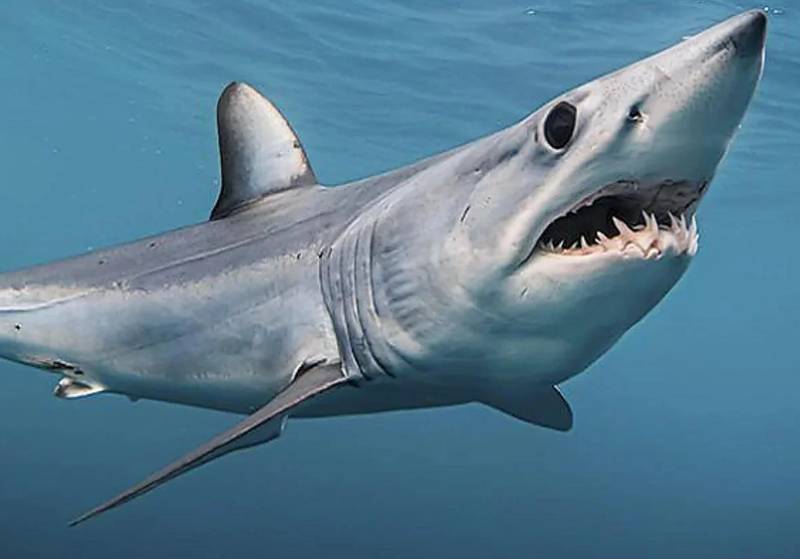 Three-metre shark spotted circling boat off Granada coast