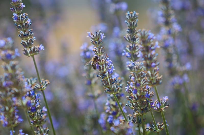 Valle de Ricote and Moratalla in full bloom with orange blossom and lavender