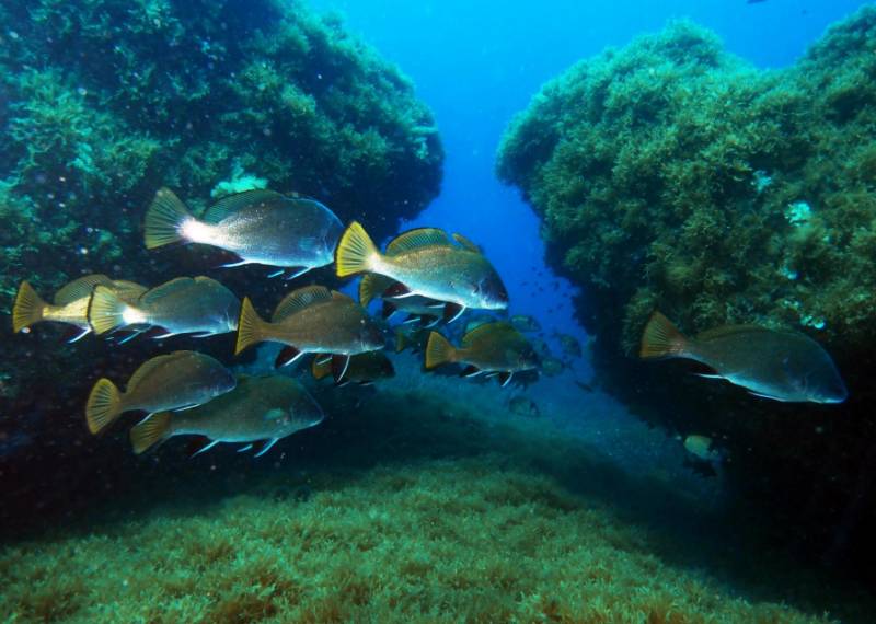 La Cresta, Isla del Fraile: An Águilas dive site of rocky mazes and resident groupers