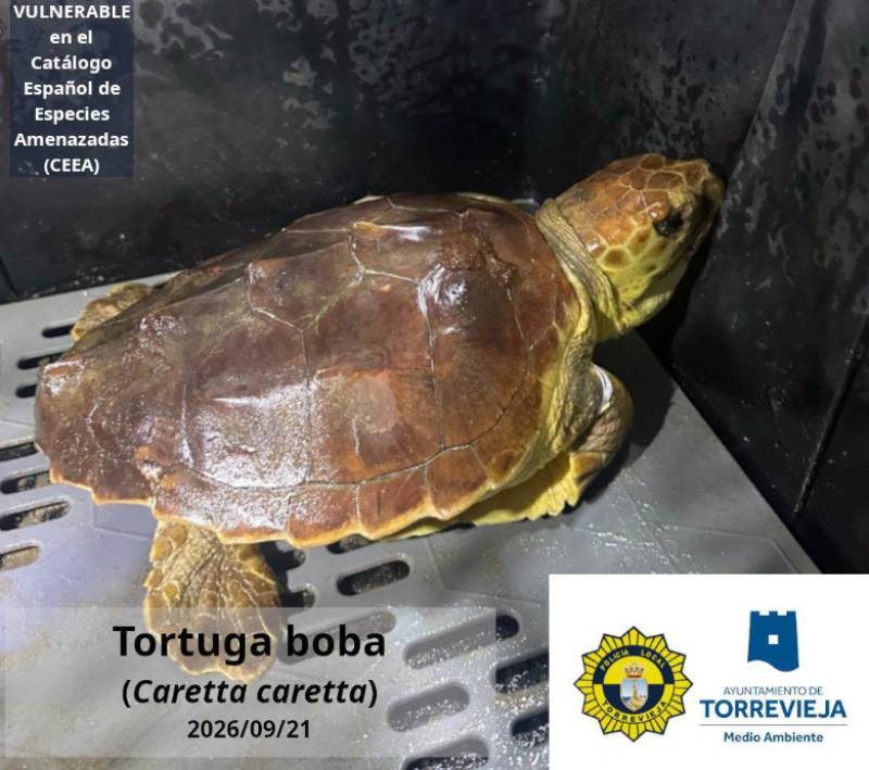 Injured sea turtle rescued from Torrevieja beach