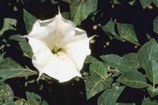 Dog owners beware: stephanotis pods can kill dogs